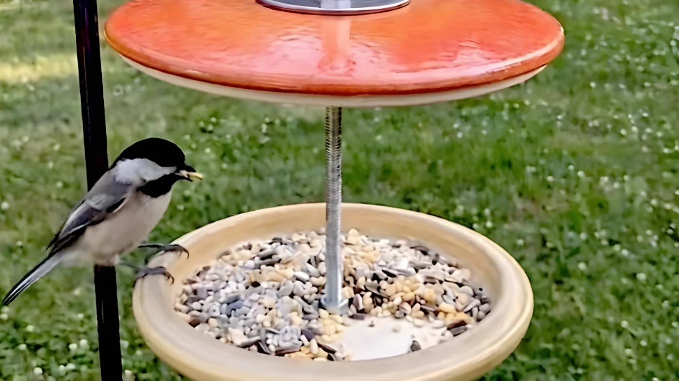 A Chickadee eating bird seed from a DIY bird feeder made out of two pot lids.