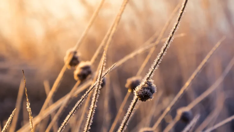 Wit berijpt grasveld tijdens vroege ochtendkou in het Nederlandse landschap